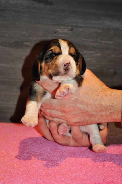 Golden Swissline You Make My Dreams