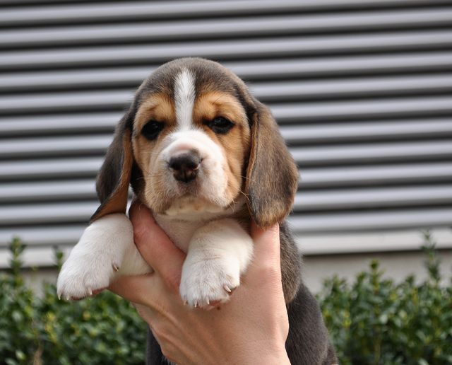 Golden Swissline Dream Maker