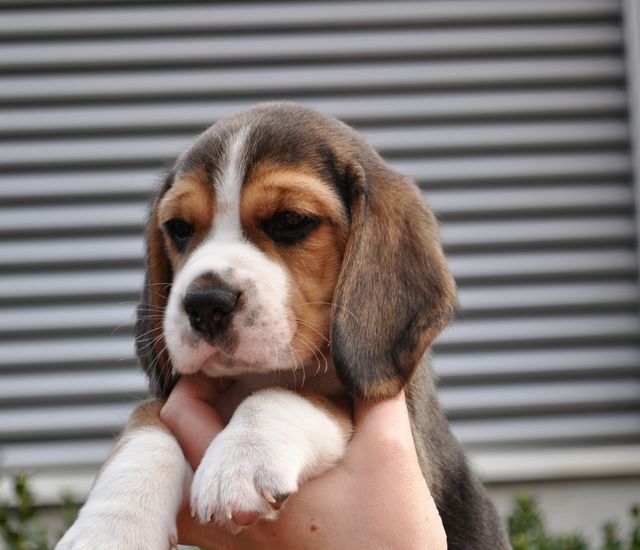 Golden Swissline Don't give up your Dreams