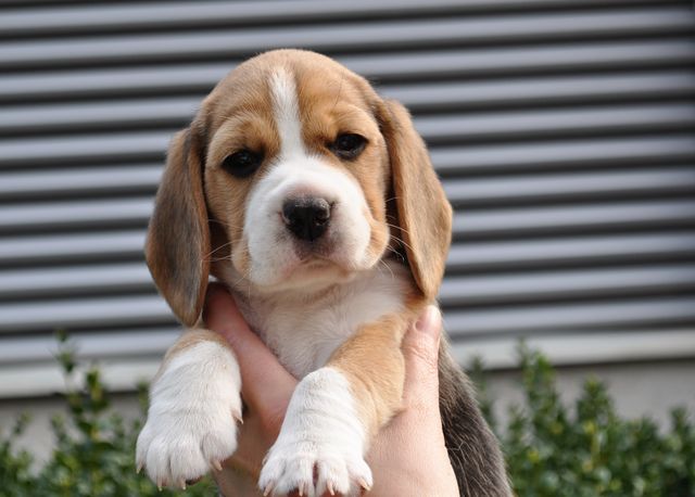 Golden Swissline Dream a little Dream