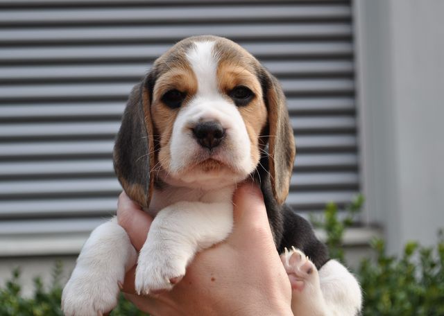 Golden Swissline Dreams come True