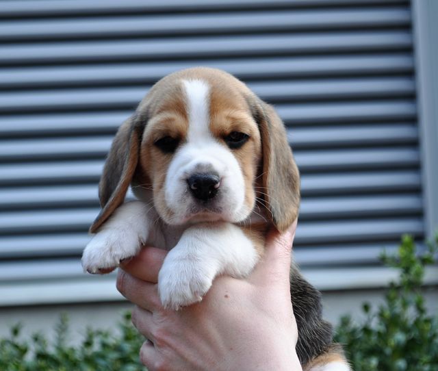 Golden Swissline Dreams are Forever