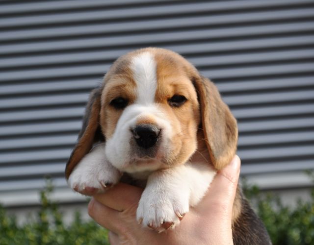 Golden Swissline Dream without Fear