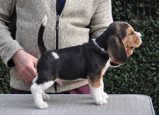 Golden Swissline Dream Maker