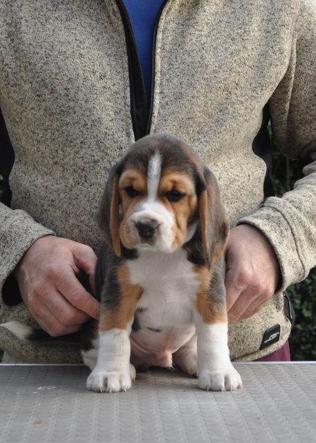 Golden Swissline Dream Maker