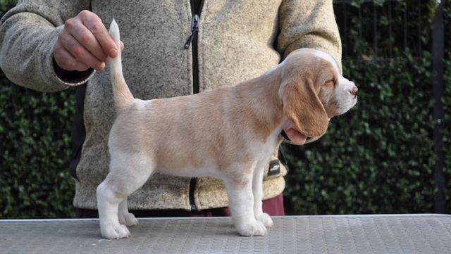 Golden Swissline Eternal Love of Dream