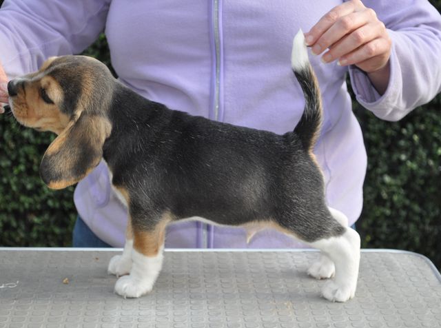 Golden Swissline Eternity Special like You