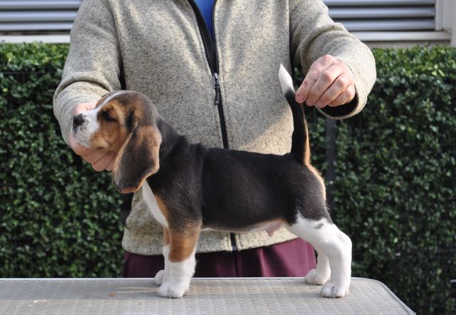 Golden Swissline Don't give up your Dreams