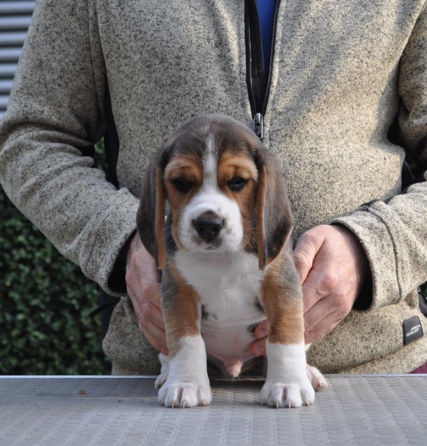 Golden Swissline Don't give up your Dreams