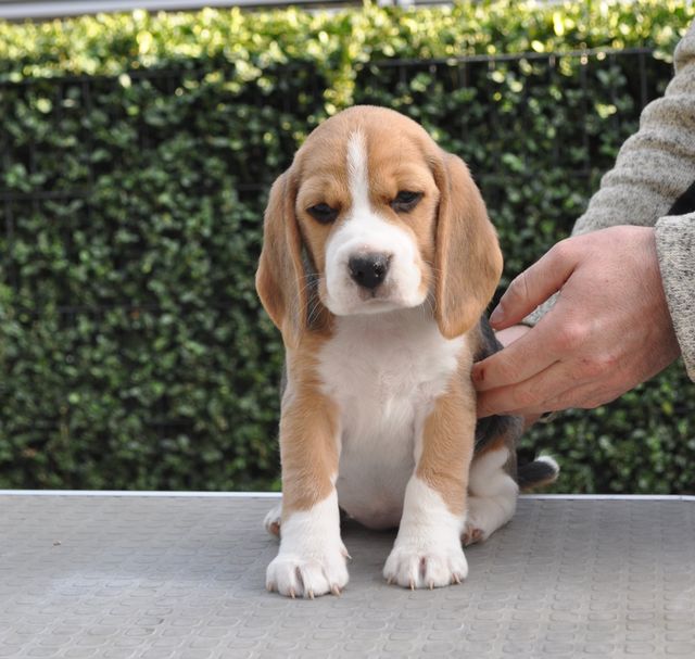 Golden Swissline Dream a little Dream