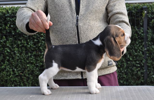 Golden Swissline Dreams come True