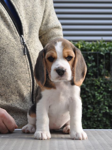 Golden Swissline Dreams come True