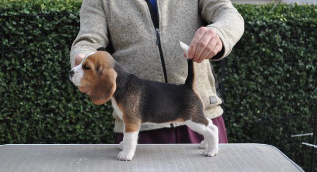 Golden Swissline Dreams are Forever