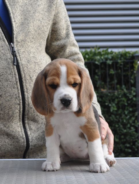 Golden Swissline Dreams are Forever