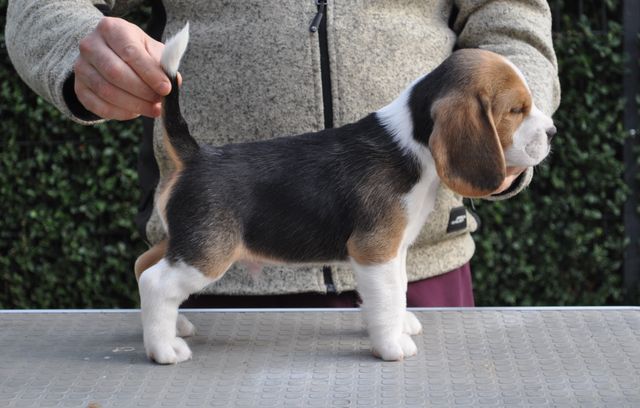 Golden Swissline Dream without Fear