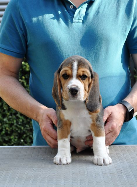 Golden Swissline Dream Maker