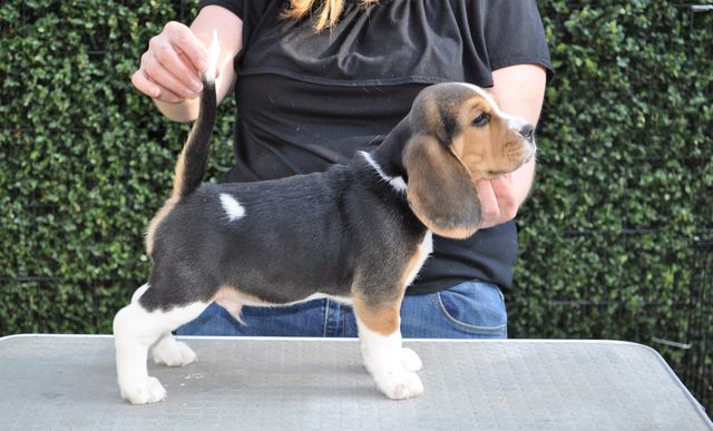 Golden Swissline Dream Maker