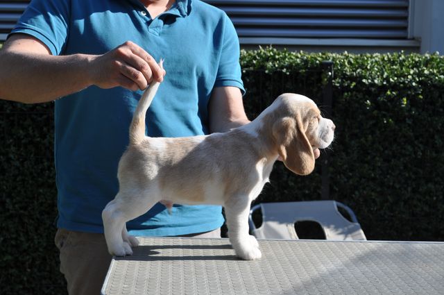 Golden Swissline Eternity is not Enough