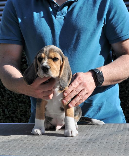 Golden Swissline Eternity Special like You