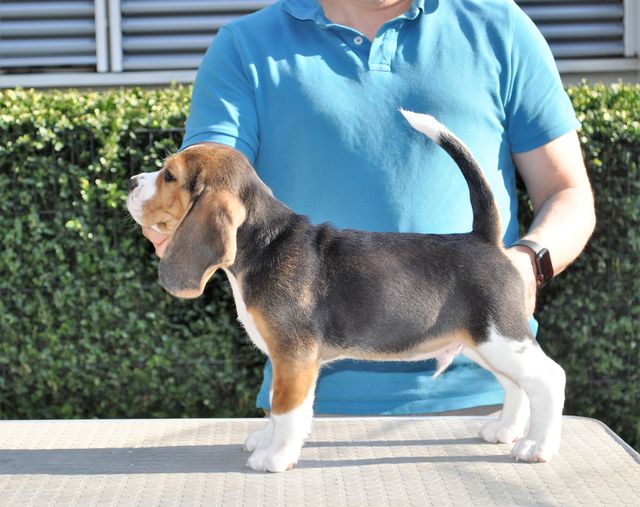 Golden Swissline Don't give up your Dreams