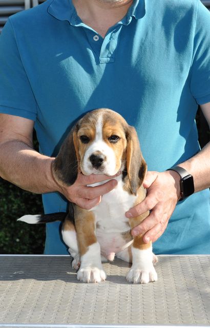 Golden Swissline Don't give up your Dreams