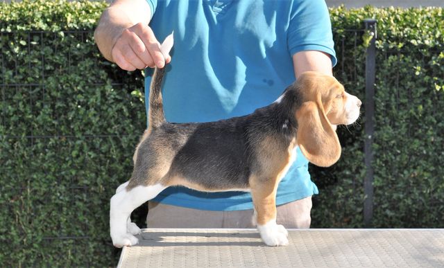 Golden Swissline Dream a little Dream