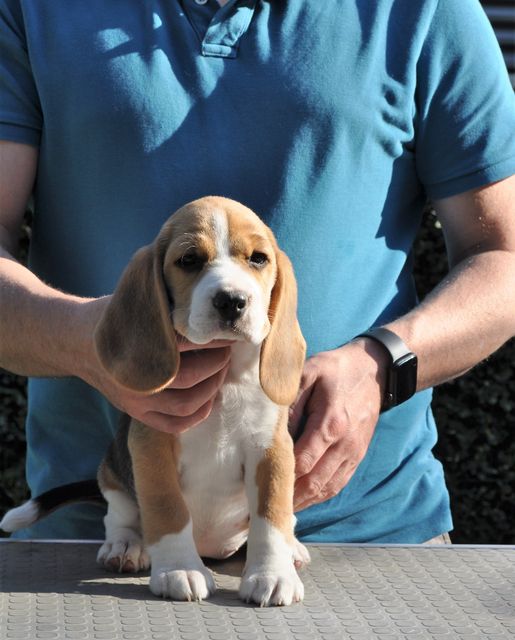 Golden Swissline Dream a little Dream