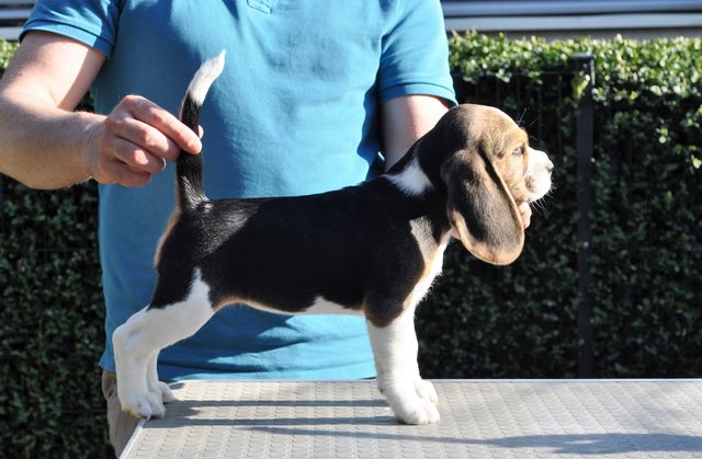 Golden Swissline Dreams come True