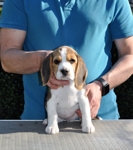 Golden Swissline Dreams come True