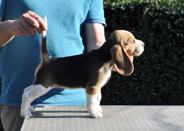 Golden Swissline Dreams are Forever