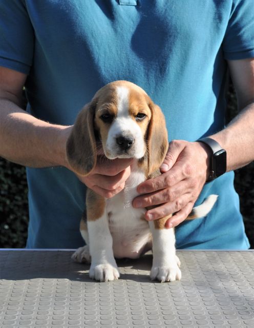 Golden Swissline Dreams are Forever