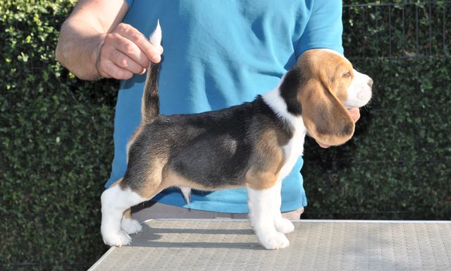 Golden Swissline Dream without Fear