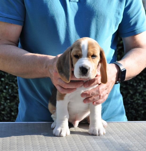 Golden Swissline Dream without Fear