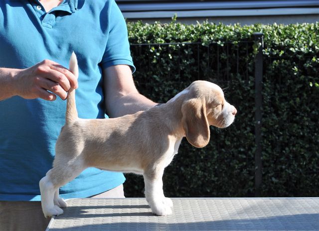 Golden Swissline Eternal Love of Dream