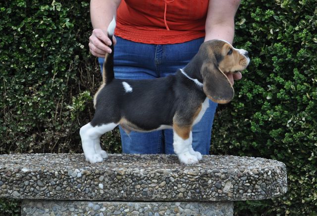 Golden Swissline Dream Maker