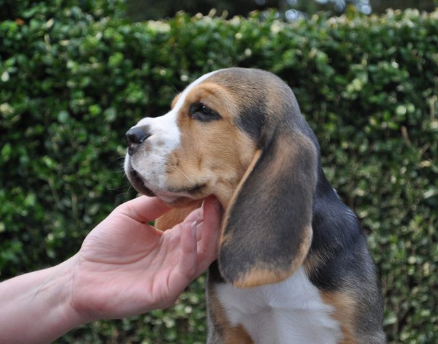 Golden Swissline Dream Maker