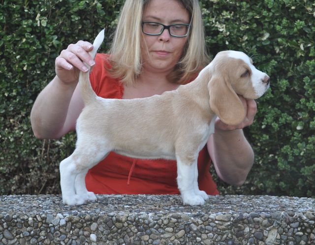 Golden Swissline Eternal Love of Dream