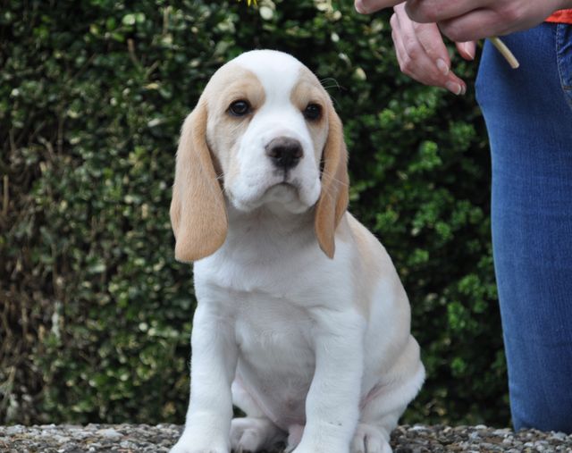 Golden Swissline Eternity is not Enough