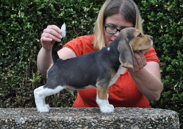 Golden Swissline Eternity Special like You