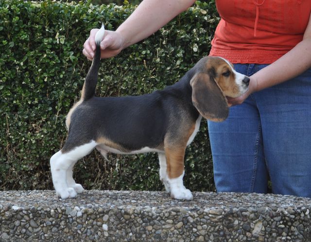 Golden Swissline Don't give up your Dreams