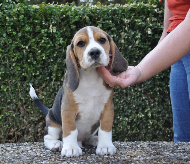 Golden Swissline Don't give up your Dreams