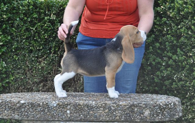 Golden Swissline Dream a little Dream