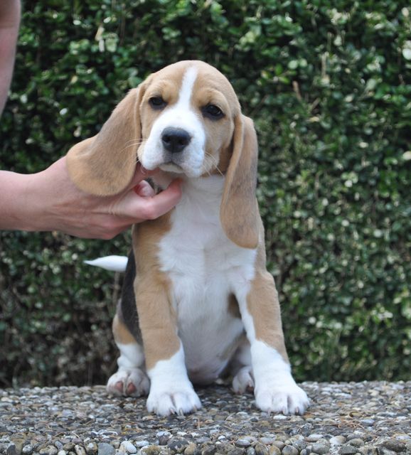 Golden Swissline Dream a little Dream