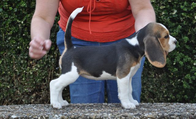 Golden Swissline Dreams come True