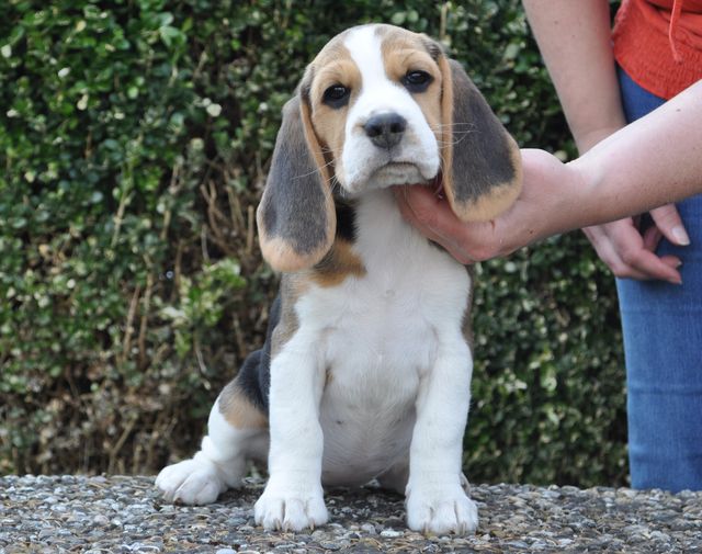 Golden Swissline Dreams come True