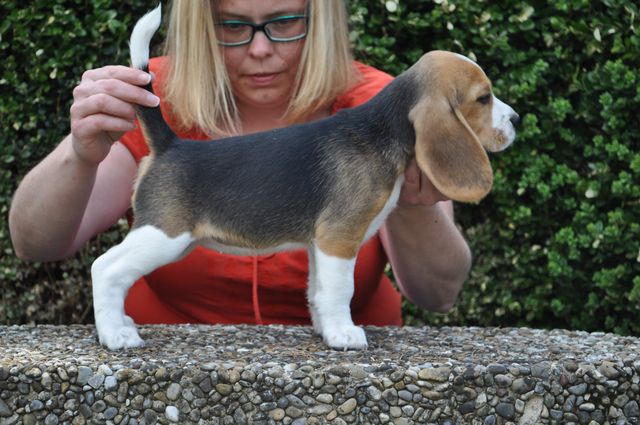 Golden Swissline Dreams are Forever