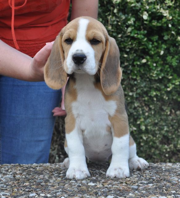 Golden Swissline Dreams are Forever