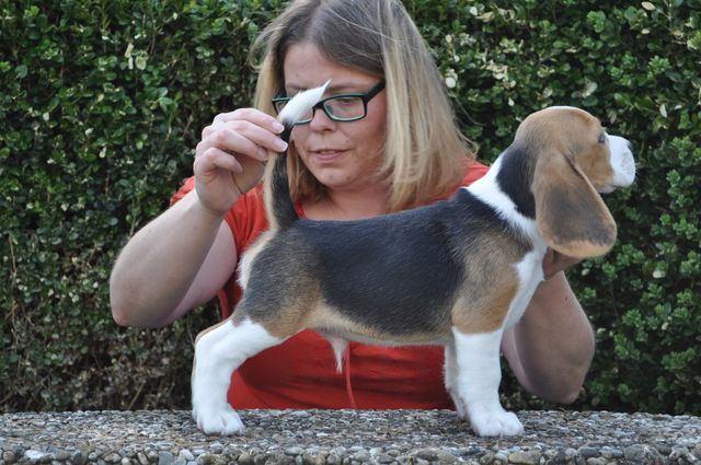 Golden Swissline Dream without Fear