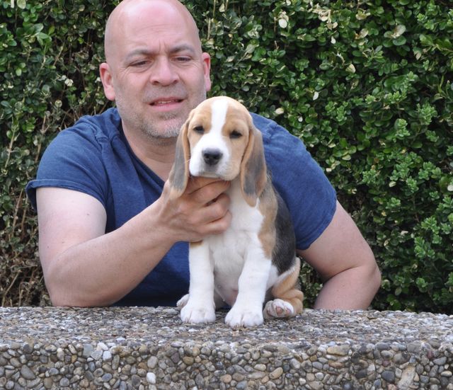 Golden Swissline Dream without Fear