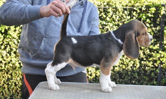 Golden Swissline Dream Maker